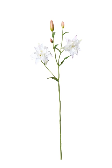 Lilja