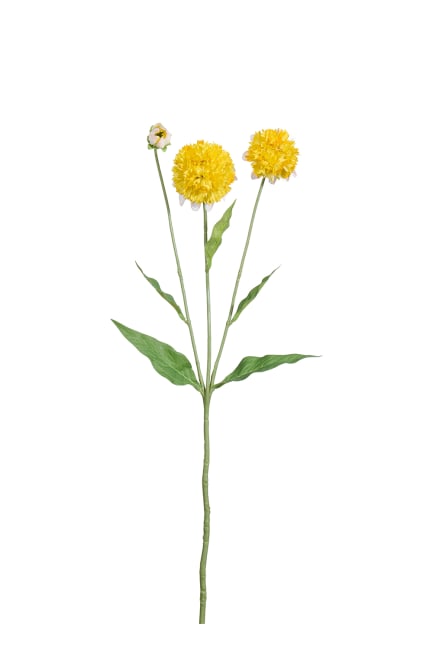 Dahlia