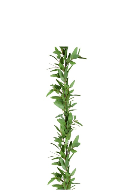 Eucalyptus girlang