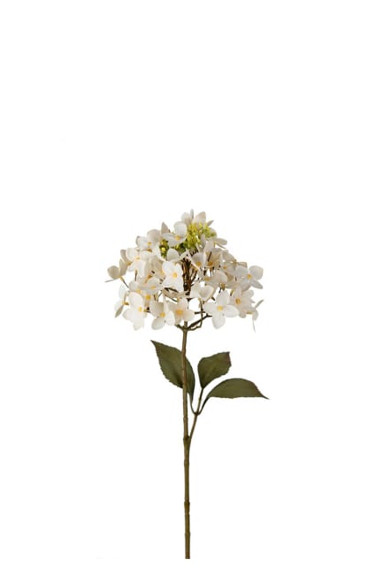 Hortensia