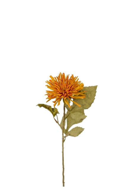 Chrysanthemum