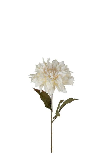 Dahlia