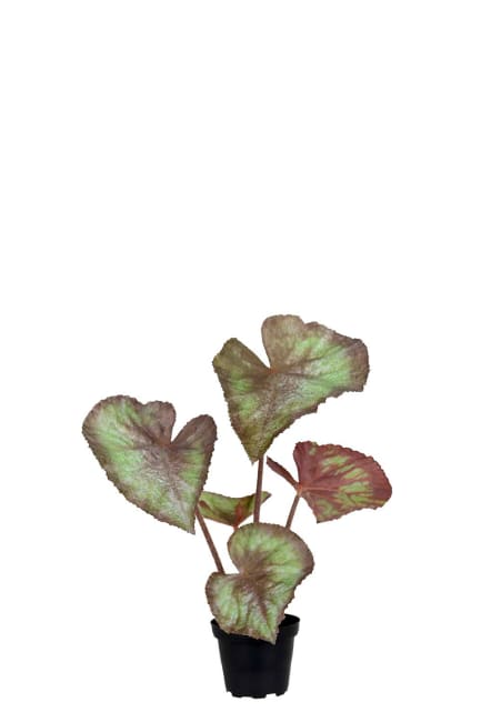 Rexbegonia