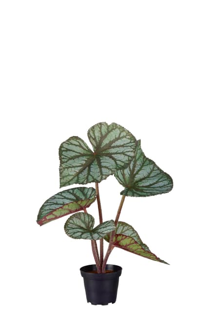 Rexbegonia