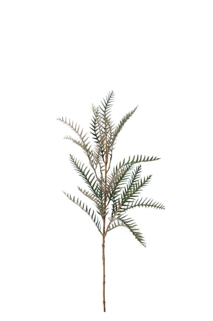 Grevillea