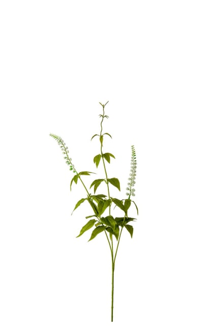 Lavendel