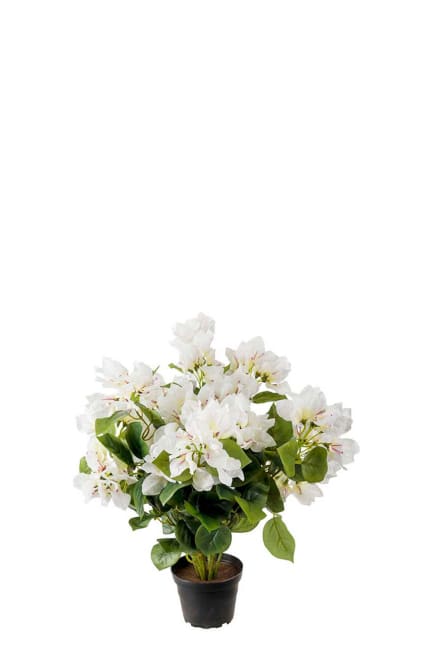 Bougainvillea