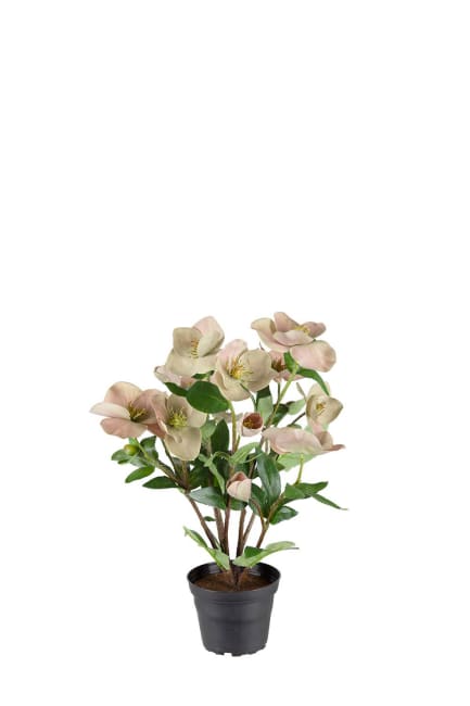 Helleborus i kruka