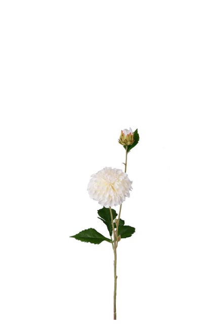 Dahlia