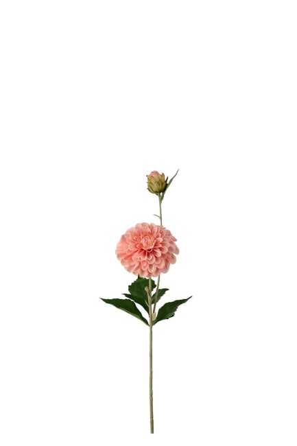 Dahlia