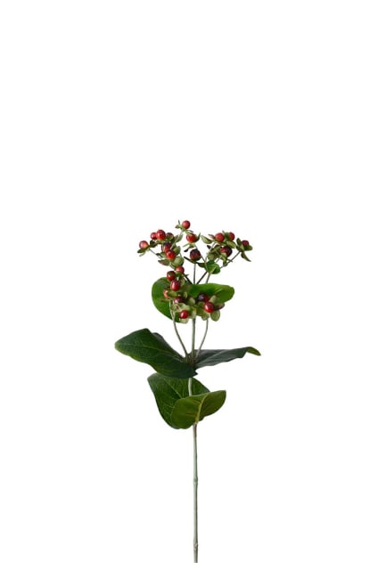 Hypericum
