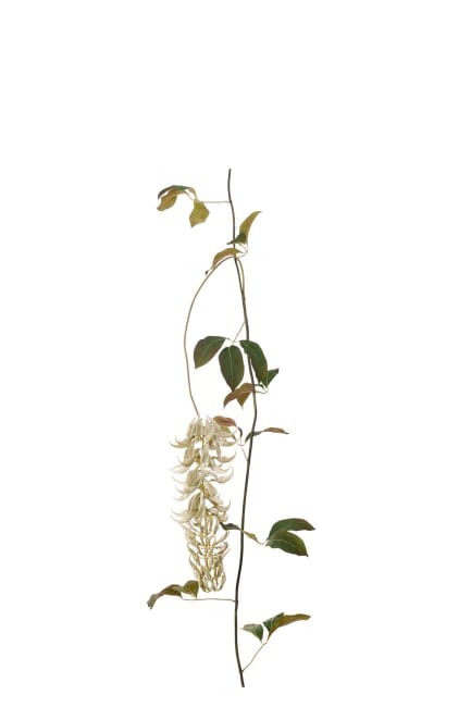 Mucunagirlang