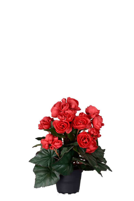 Begonia