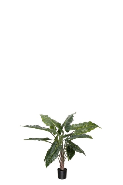Alocasia