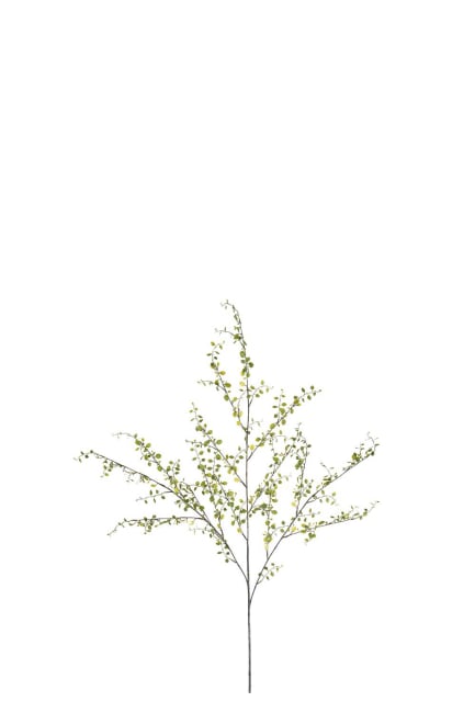 Muehlenbeckia