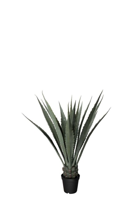 Agave
