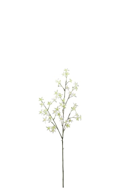 Saxifraga