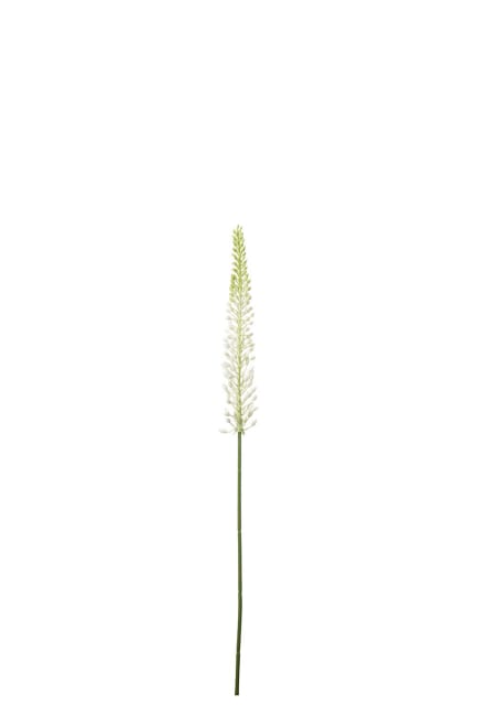 Eremurus