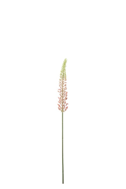 Eremurus