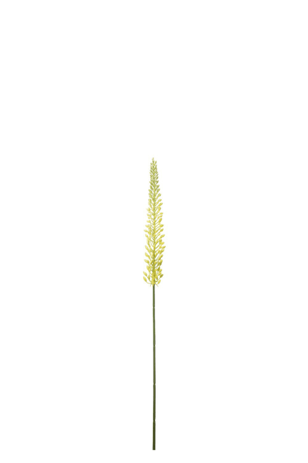 Eremurus