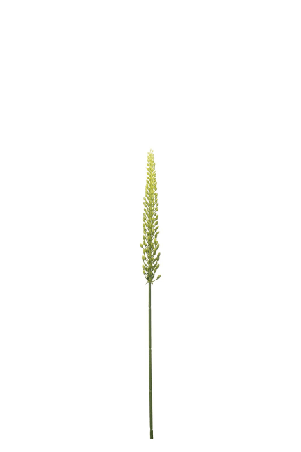 Eremurus
