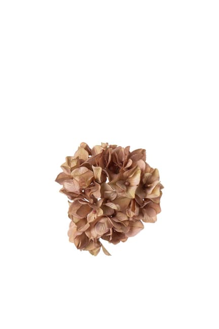 Hortensia med klips