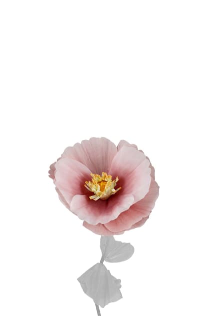 Blomma Signe