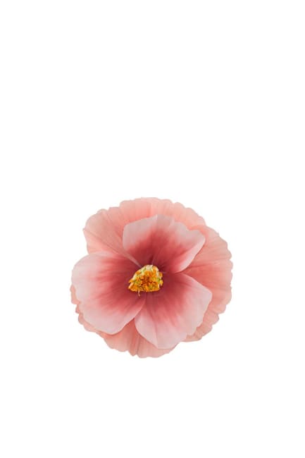 Blomma Signe vägg
