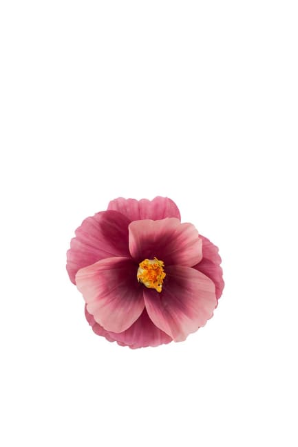 Signe-blomst til vegg