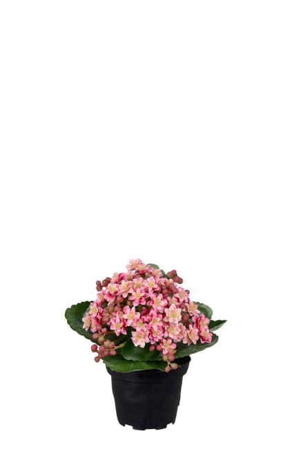 Kalanchoe