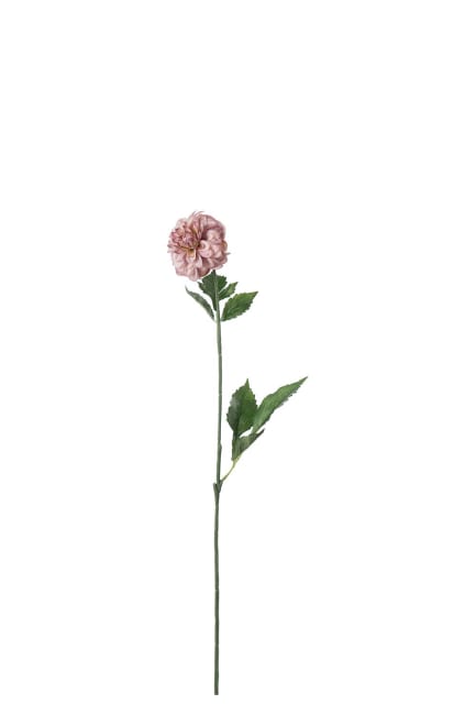 Dahlia