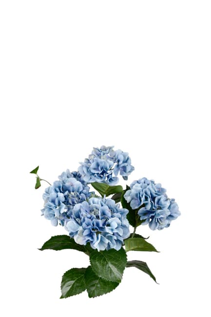 Hortensia