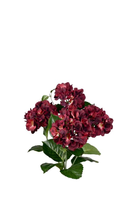 Hortensia