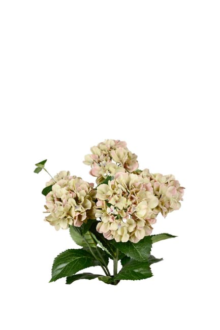 Hortensia