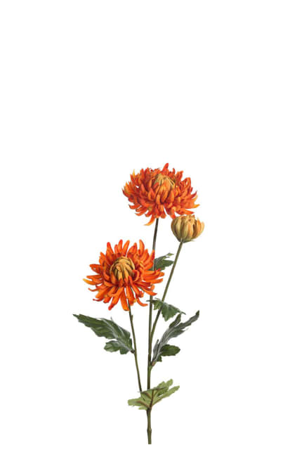Chrysanthemum