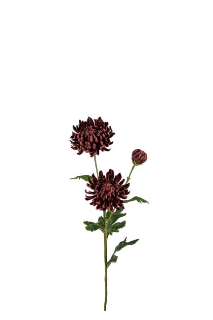 Chrysanthemum