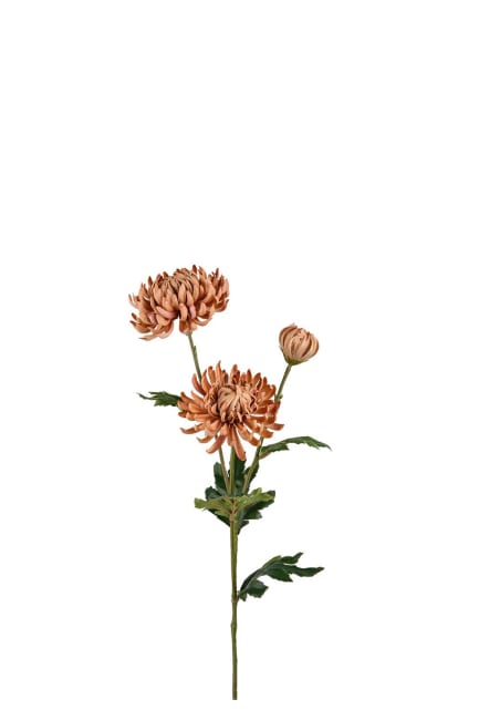 Chrysanthemum