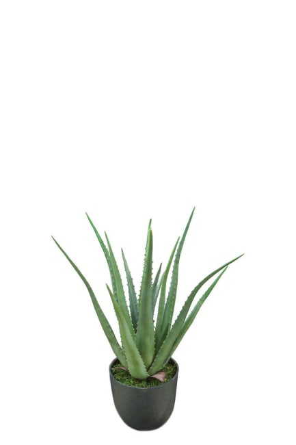 Aloe