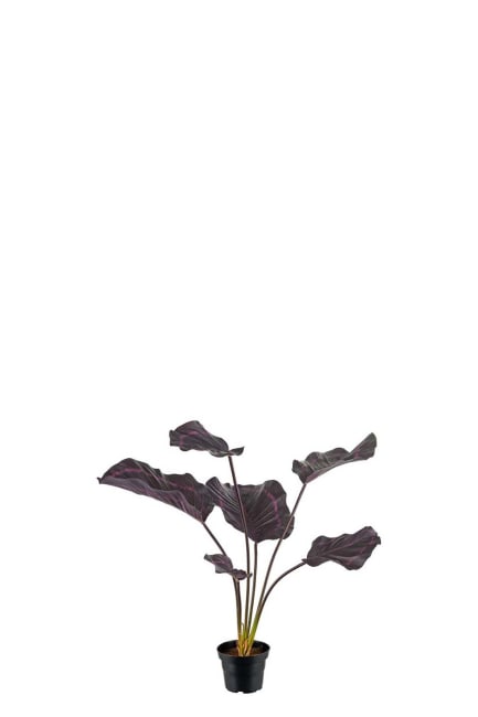 Calathea