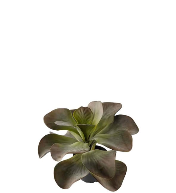 Kalanchoe