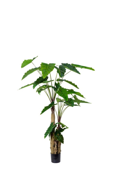 Alocasia