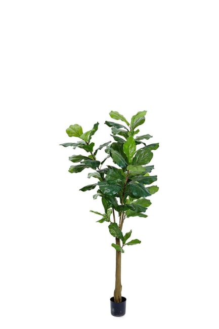 Fiolfikus