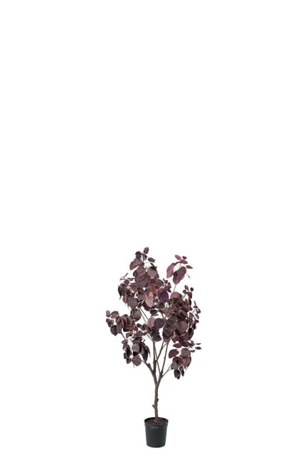 Cotinus