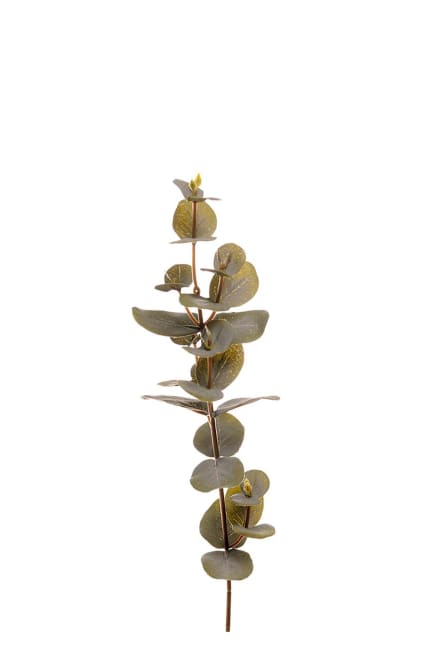 Eucalyptus