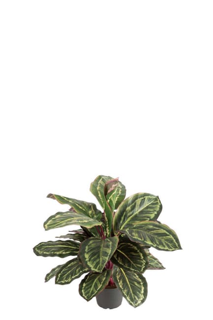 Maranta
