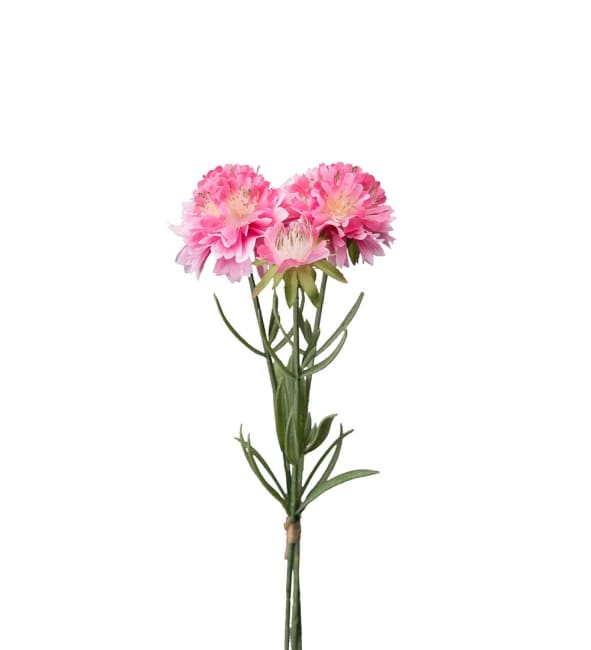 Scabiosa bunt