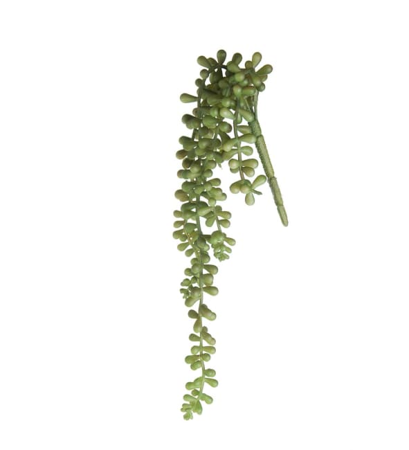 Senecio