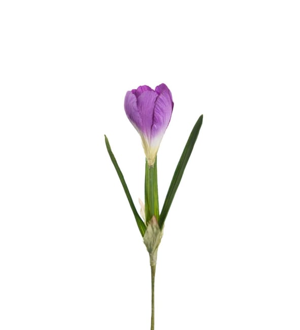 Crocus