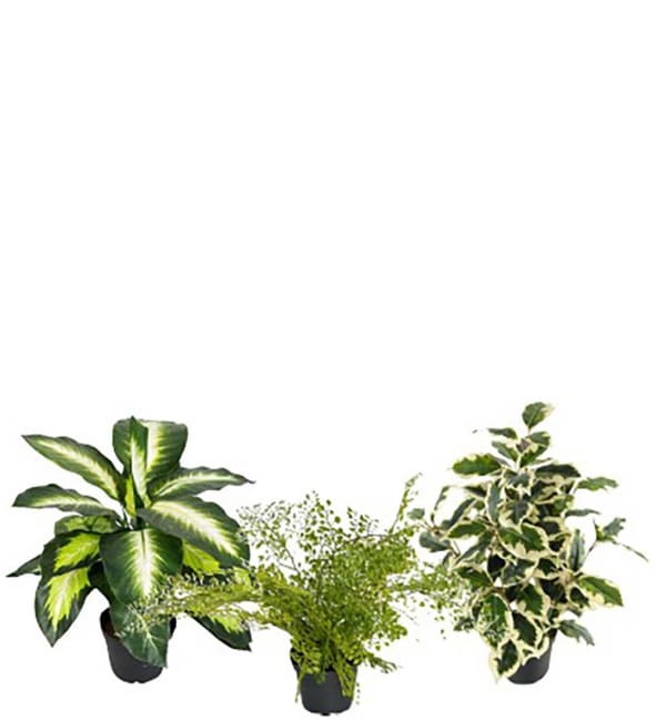 Grönväxt mix