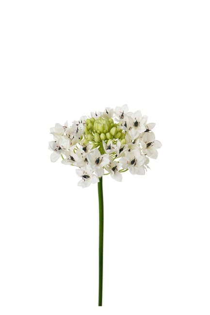 Arabicum